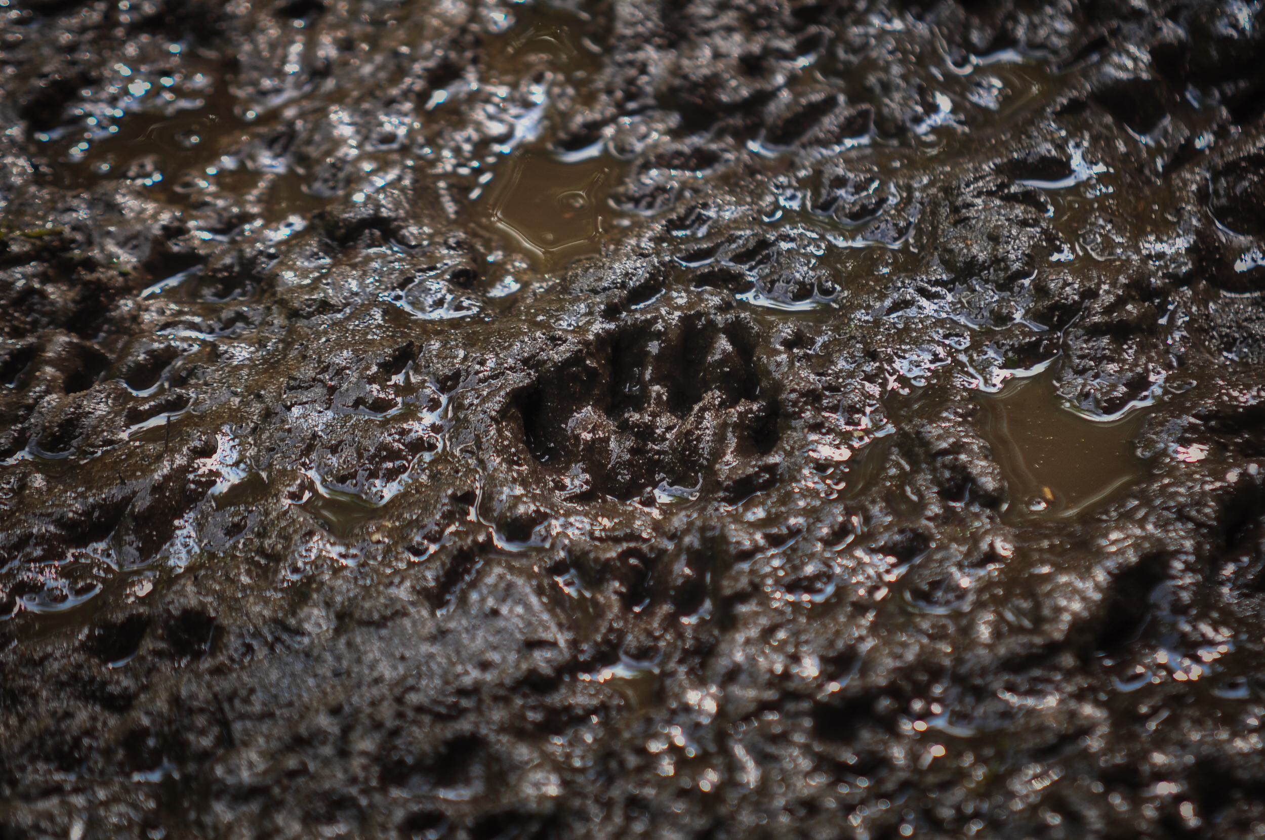 NJS 4429 Event Nature