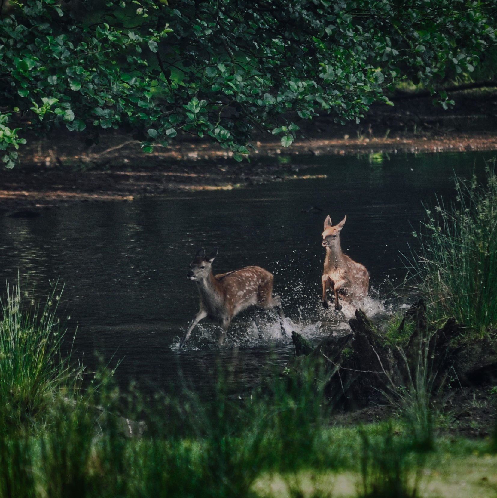 cropped Event Nature 2368 Event Nature